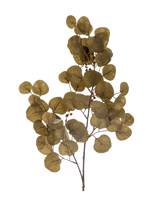 Bloomingville - Eucalyptus Stem - Džiovintos gėlės - Chaki spalva