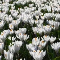 Krokai ankstyvieji 'Barr's Baltas', 1000 vnt.