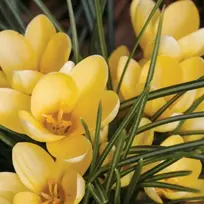 Krokai 'Romance Chrysanthus' 1000 vnt.