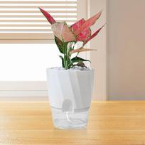 Automatic Water Absorption Planter Flower Pot Gardening Outdoor Windowsill Multipurpose Indoor M beige