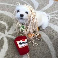 Pet Dog toys sniffing Ramen instant noodle Slow food interactive training supplies noodles consume energy to relieve boredom CHINA