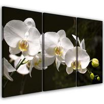 Trijų dalių paveikslų spausdinimas ant drobės Orchid Flowers Nature White 60x40 įvairiaspalvis