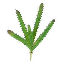 Artificial Succulent Plant Soft PVC High Simulation Mini Fake Plant for Home Office Desk Decoration