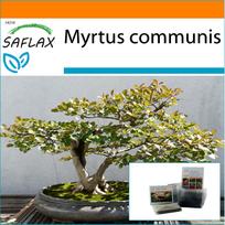 SAFLAX - Garden in the Bag - Bonsai - True Myrtle - 30 seeds - With substrate in a fitting stand up bag - Myrtus communis