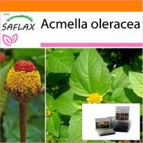 SAFLAX - Sodas maiše - Para Cress - 500 sėklų - Su substratu tinkamame stovimame maišelyje - Acmella oleracea
