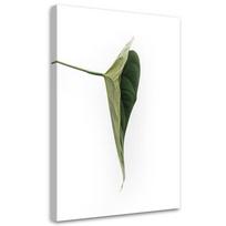 Canvas print, Green leaves nature botany 40x60 žalia