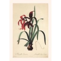 Vintažiniai botaniniai plakatai drobės tapyba ir spaudiniai klasikinė sienų meno nuotrauka svetainei, biurui, namų dekorui be rėmo dovana 21cm×30cm NoFrame