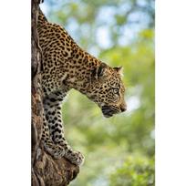 Fashion Nature Wildlife Leopard Rhino Bear Elephant Photography Art Poster Canvas Paintings Wall Art Pictures Home Decor 21cm×30cm NoFrame