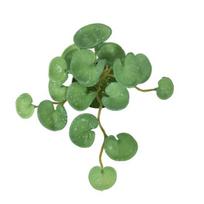 Simulation Green Plant Succulents Hands Feeling Not Withered Non-fading Easy Care Fine Workmanship Ornament Coriander Leaves Artificial Leaf MIT