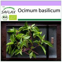 SAFLAX Ekologiškas – Bazilikas Thai – 250 sėklų – Ocimum basilicum