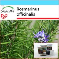 SAFLAX - Dovanų rinkinys - Rozmarinas - 100 sėklų - Su dovanų dėžute, kortele, etikete ir vazono substratu - Rosmarinus officinalis