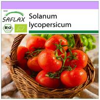 SAFLAX - Organic - Tomato - Berner Rose - 10 seeds - Solanum lycopersicum