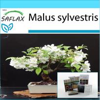 SAFLAX - Dovanų rinkinys - Bonsai - Laukinis krabas - 30 sėklų - Su dovanų dėžute, kortele, etikete ir vazono substratu - Malus sylvestris