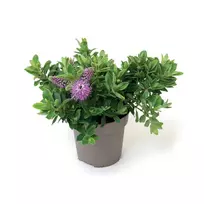Dekoratyvinis krūmas, HEBĖ, vazono skersmuo 12 cm