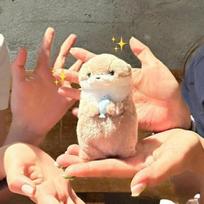 Animacinis filmas Mielos ūdros laikančios žuvies pliušinę lėlę su grandinėle Kūrybiški Kawaii raktų pakabukai Kabantys pakabukas Papuošalai Mokyklinis krepšys Piniginės pakabukai brown