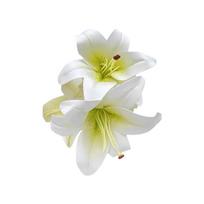 Elegant Flower Hair Claw Clip For Women Girls Secure Hold Styling Accessory Plastic Hair Decoration for Wedding Party balta
