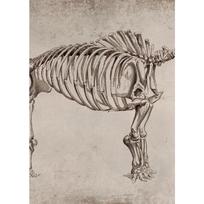 Klasikinis Retro Paslaptingas Iškasenų Skeletas Dinozauras Meno Plakatas Drobės Atspaudas Sienų Menas Paveikslai Svetainė Miegamasis Namų Dekoravimas 60cm×100cm NoFrame beige