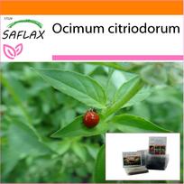 SAFLAX - Sodas maiše - Citrininis bazilikas - 200 sėklų - Su substratu tinkamame stovimame maišelyje - Ocimum citriodorum
