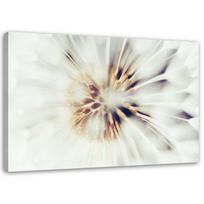 Canvas print Dandelion Macro Dandelion Nature 60x40 smėlis