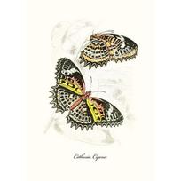 Nordic Retro Butterfly Insect Evolution Poster  Art Canvas PaintingLiving Room Corridor Wall Bedroom Home Decoration Kids Room 21cm×30cm NoFrame