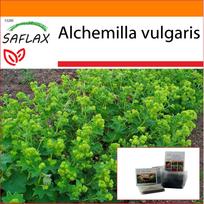 SAFLAX - Sodas maiše - Lady's Mantle - 100 sėklų - Su substratu tinkamame stovimame maišelyje - Alchemilla vulgaris