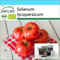SAFLAX - Dovanų rinkinys - Ekologiškas - Pomidoras - Saint Pierre - 15 sėklų - Su dovanų dėžute, kortele, etikete ir vazono substratu - Solanum lycopersicum