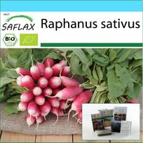 SAFLAX Dovanų rinkinys – Ekologiški – Ridikėliai – Prancūziški pusryčiai – 150 sėklų – Su dovanų dėžute, kortele, etikete ir vazono substratu – Raphanus sativus