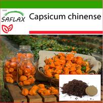 SAFLAX – Čili – Geltonasis Habanero – 10 sėklų – Su vazoniniu substratu geresniam auginimui – Capsicum chinense