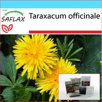 SAFLAX - Gift Set - Dandelion - 200 seeds - With gift box, card, label and potting substrate - Taraxacum officinale