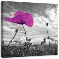 Canvas print, Violet poppy flower plant 30x30 violetinė