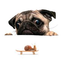 Lovely Dog Self-adhesive Car Styling Sticker Vehicle Door Window Decal Decor