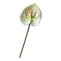 Artificial Anthurium Flower 24.4 Inch Real Touch Fake Flower for DIY Wedding Bouquets Floral Arrangements Bridal Shower Party Centerpiece žalsvai mėlyna