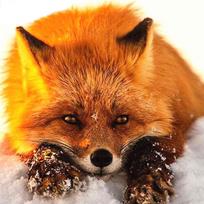 Pilnas 5D „pasidaryk pats“ deimantinis paveikslas animacinis filmas „Animal Fox“ mozaikos siuvinėjimas kryželiu namų dekoras Rankų darbo 25x25cm brown