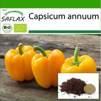 SAFLAX – Ekologiški – Saldžiosios paprikos – Golden California Wonder – 20 sėklų – Su vazono substratu geresniam auginimui – Capsicum annuum