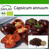 SAFLAX – Ekologiški – Saldžiosios paprikos – Saldusis šokoladas – 10 sėklų – Su vazoniniu substratu geresniam auginimui – Capsicum annuum
