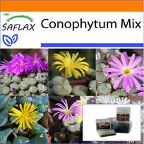 SAFLAX Sodas maiše - Žydintys akmenys / Conophytum Mix - 40 sėklų - Su substratu tinkamame stovimame maiše - Conophytum Mix