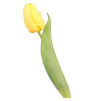Imituota tulpė 37cm Dirbtinė tulpė Iš dirbtinio šilko Netikra tulpės žiedas Didmeninė prekyba vazai, vestuvėms, namų dekorui, pavasario vakarėliams, Motinos dienos dovana beige