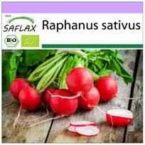 SAFLAX Ekologiškas – Ridikėlis – Vyšnių varpelis – 100 sėklų – Raphanus sativus