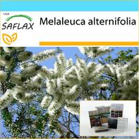 SAFLAX – Dovanų rinkinys – Australijos arbatmedis – 400 sėklų – Su dovanų dėžute, kortele, etikete ir vazono substratu – Melaleuca alternifolia
