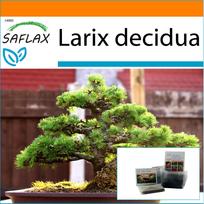 SAFLAX - Sodas maiše - Bonsai - Europinis maumedis - 75 sėklos - Su substratu tinkamame maišelyje - Larix decidua