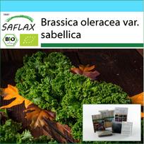 SAFLAX - Gift Set - Organic - Kale - Westland Winter - 70 seeds - With gift box, card, label and potting substrate - Brassica oleracea