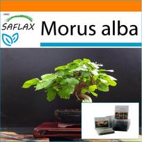 SAFLAX - Garden in the Bag - Bonsai - White Mulberry - 200 seeds - With substrate in a fitting stand up bag - Morus alba