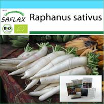 SAFLAX – Dovanų rinkinys – Ekologiški – Ridikėliai – Mooli Minowase – 100 sėklų – Su dovanų dėžute, kortele, etikete ir vazono substratu – Raphanus sativus