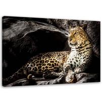Spaudinys ant drobės Leopard Animals Rocks 60x40 geltona
