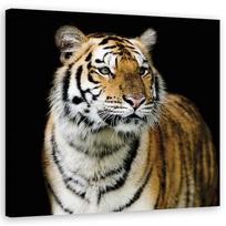 Canvas print Majestic tiger 30x30 oranžinė