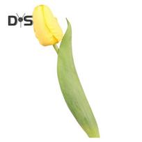 Imituota tulpė 37cm Dirbtinė tulpė Iš dirbtinio šilko Netikra tulpės žiedas Didmeninė prekyba vazai, vestuvėms, namų dekorui, pavasario vakarėliams, Motinos dienos dovana geltona