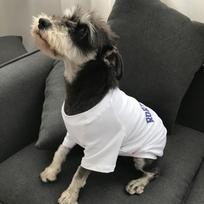Vasarinis šuns megztukas Korėjietiška versija Šuniukų drabužiai Teddy Dryžuoti medvilniniai marškinėliai Mažiems šunims Garfieldas Katė Mimi Dvisparniai drabužiai Only pet XS gray