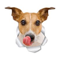 Tualeto lipdukas Animacinis šuns raštas Lipnus Atsparus plyšimui PVC Dekoratyvinis tualeto lipdukas Daugiafunkcis šuniuko lipdukas Little Dog beige