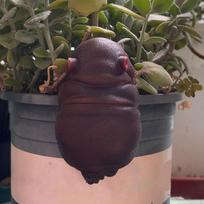 Plant Pot Hanging Figurine Animal Statue Bonsai Craft Decoration Resin Climbing Sculpture Planter Hippopotamus