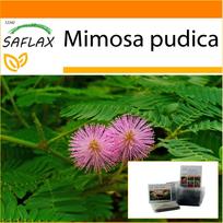 SAFLAX - Sodas maiše - Jautrus augalas - 70 sėklų - Su substratu tinkamame stovimame maišelyje - Mimosa pudica